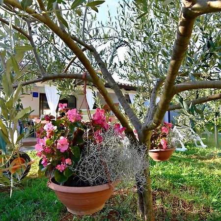 Apartment Garden In